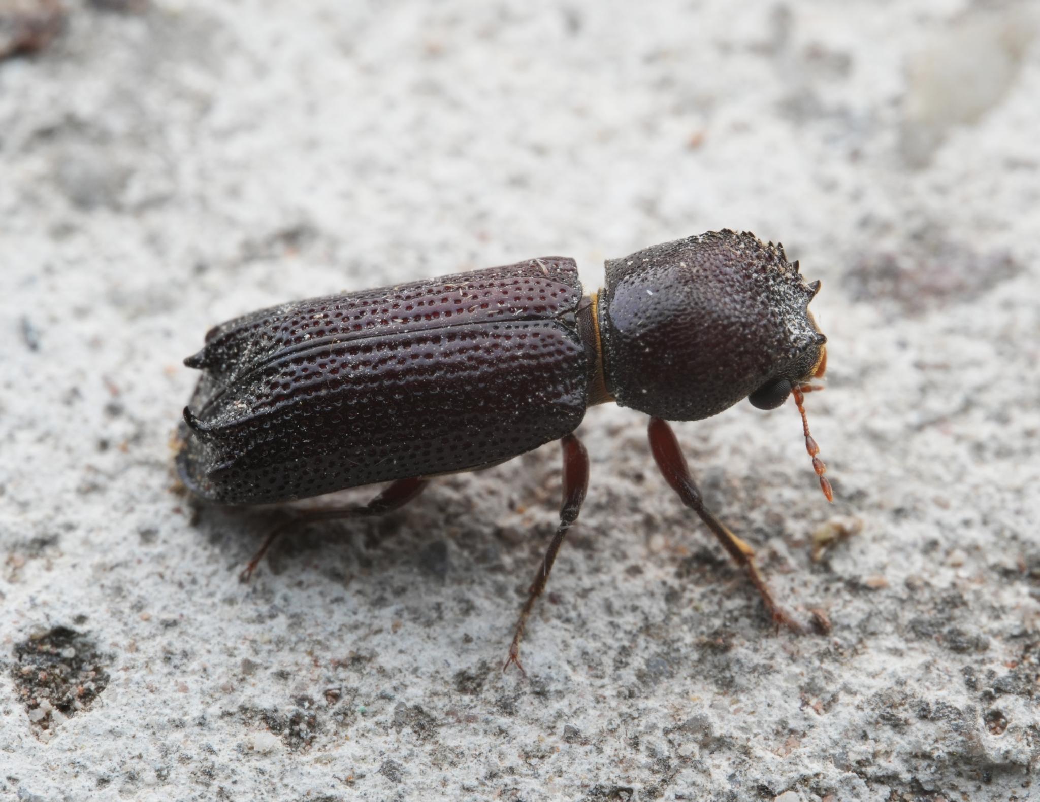 Heterobostrychus aequalis