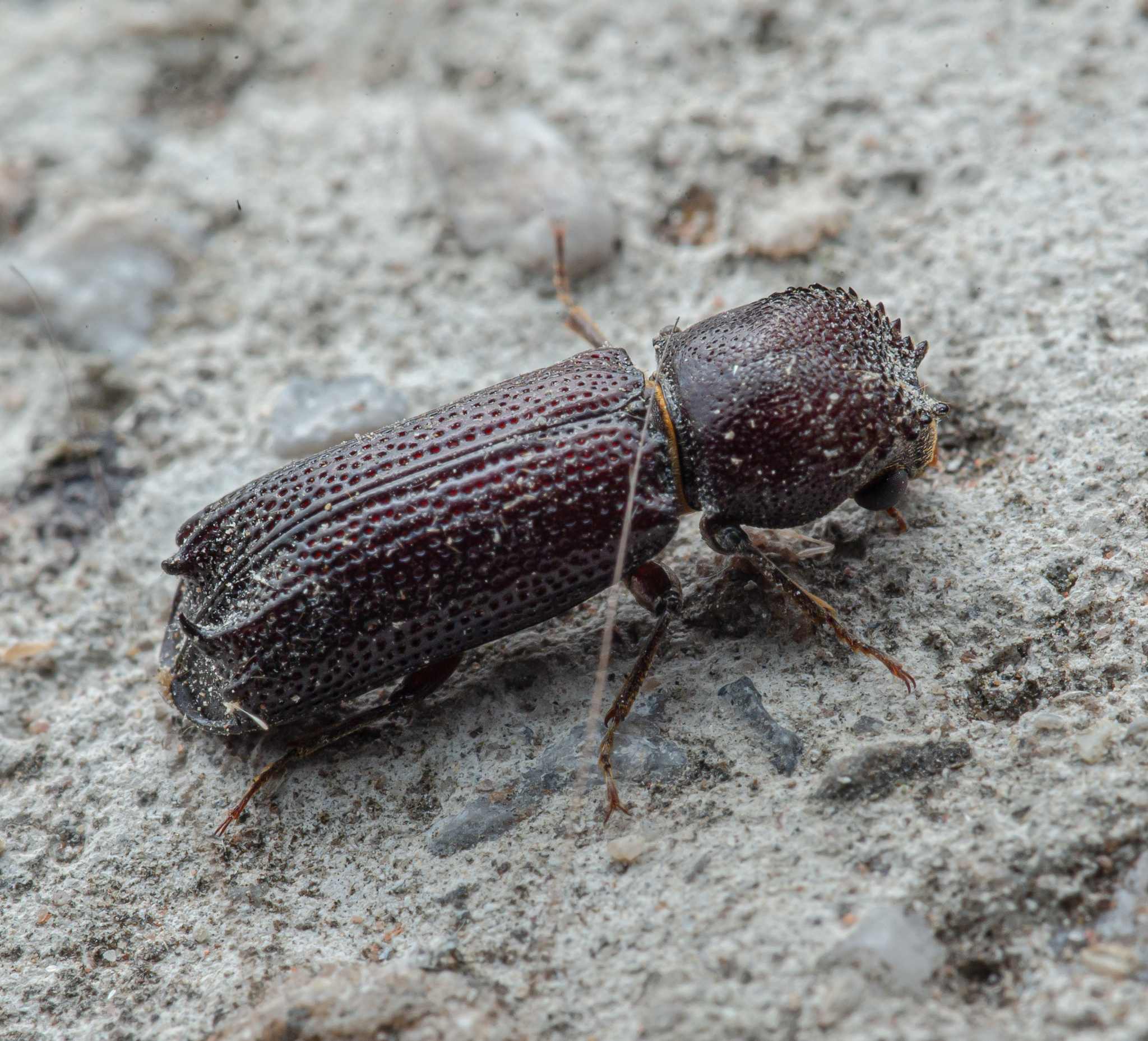 Heterobostrychus aequalis