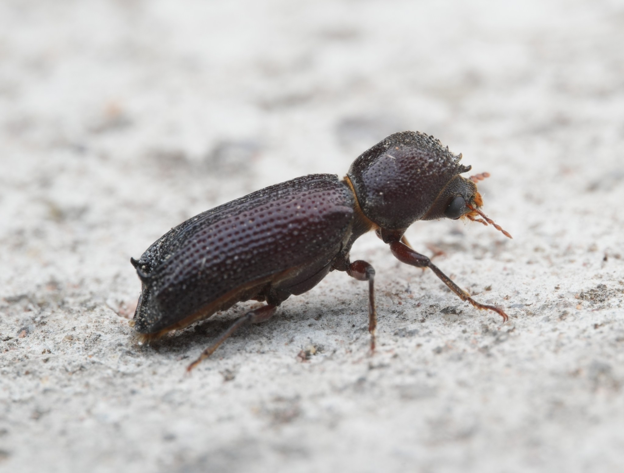 Heterobostrychus aequalis
