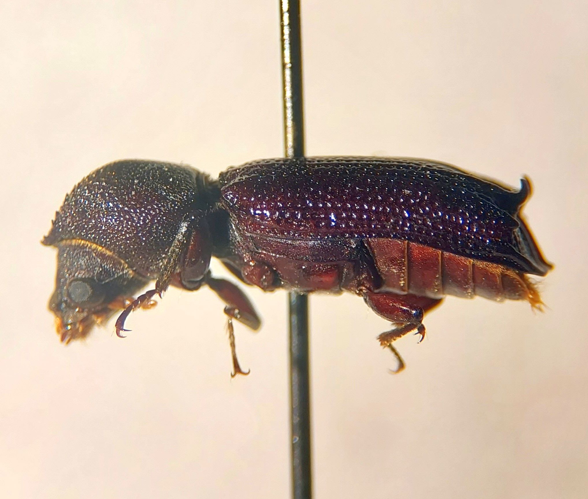 Heterobostrychus aequalis