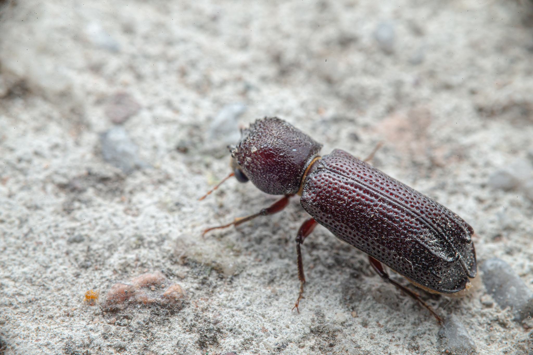 Heterobostrychus aequalis