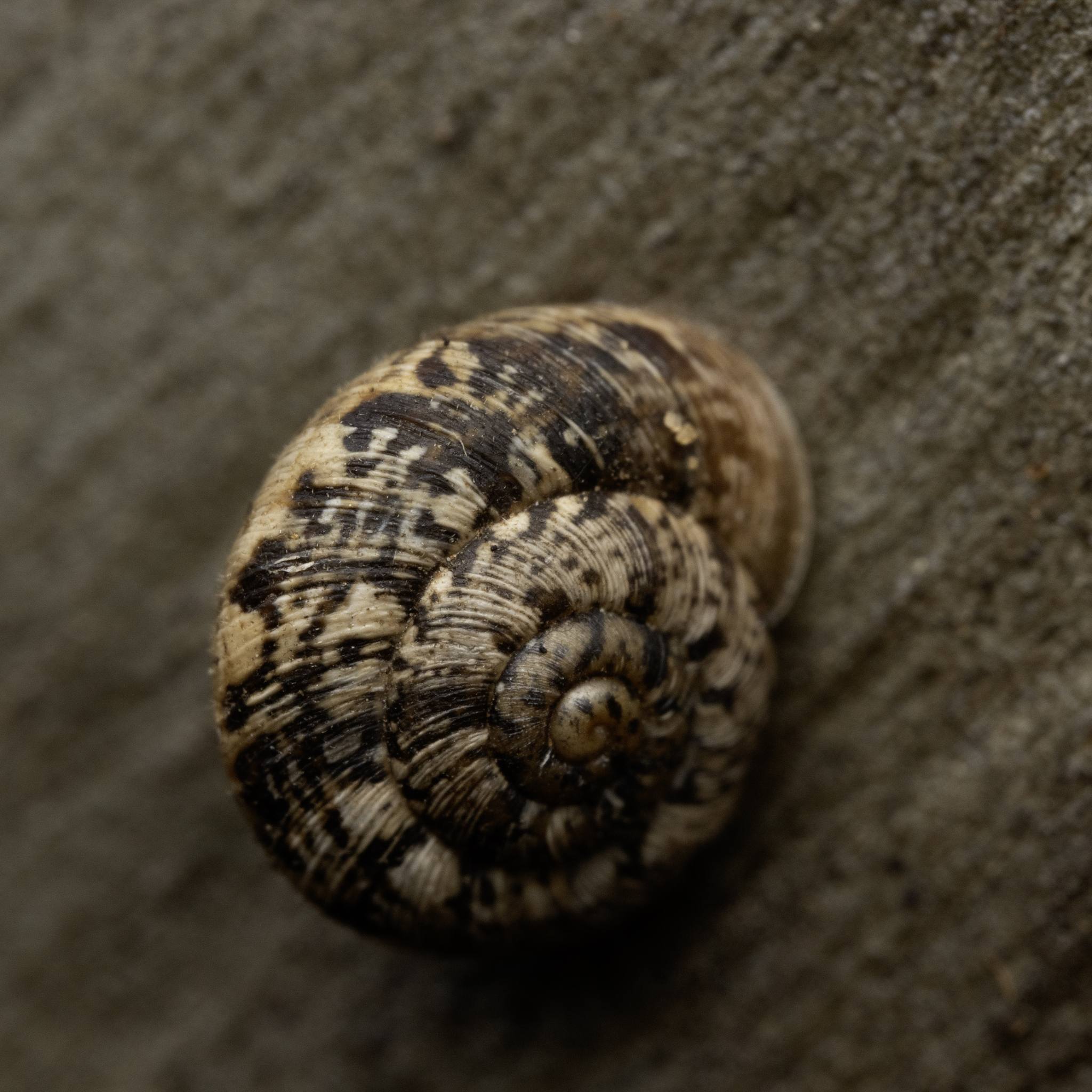 Microxeromagna