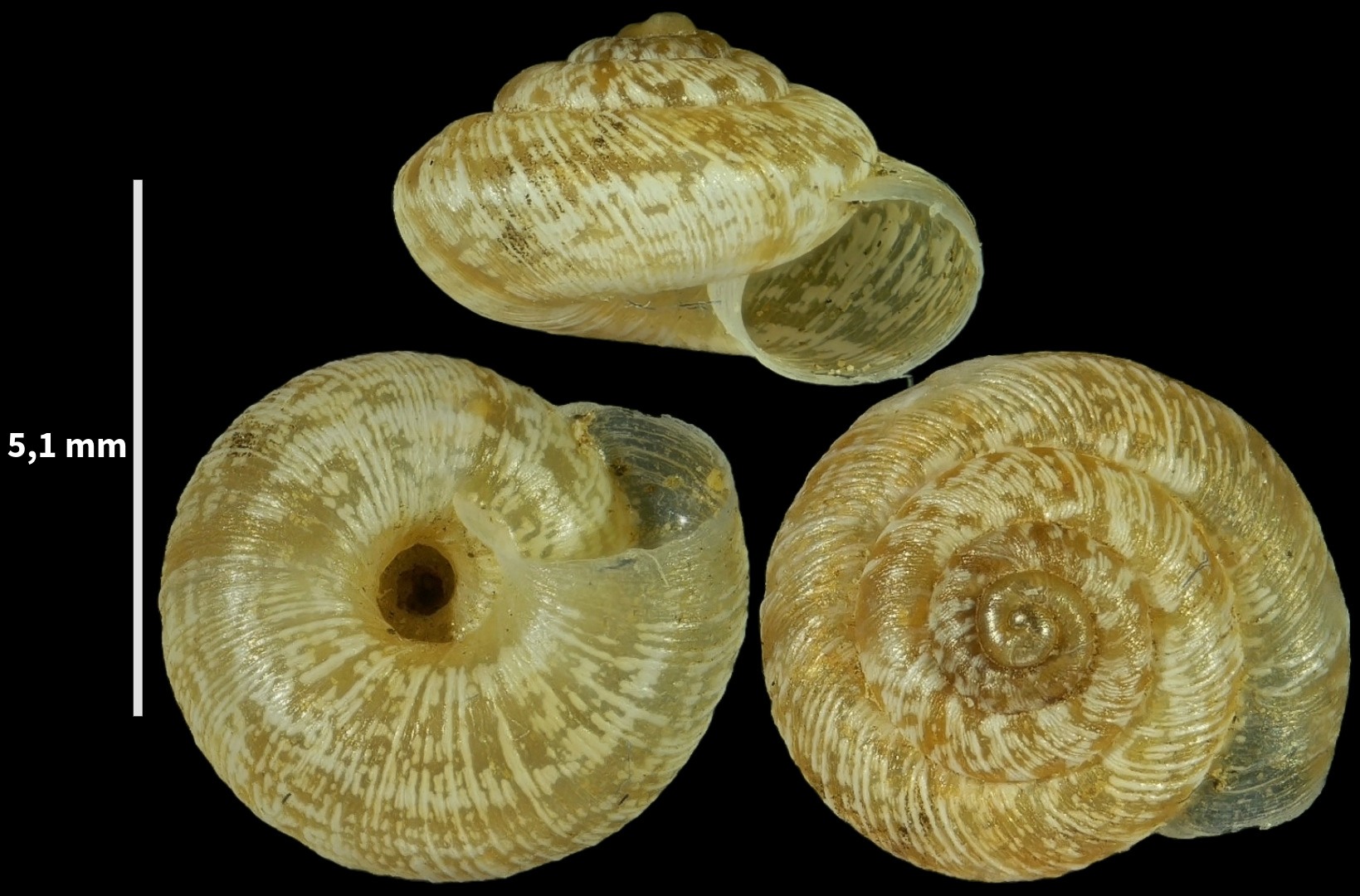 Microxeromagna