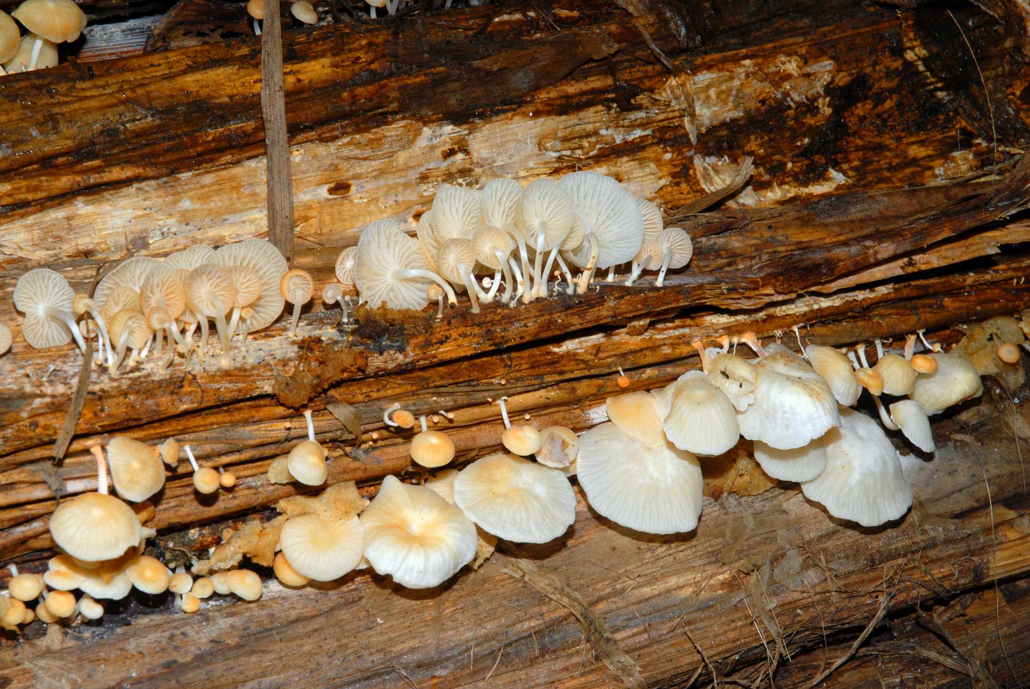 Marasmiellus inoderma