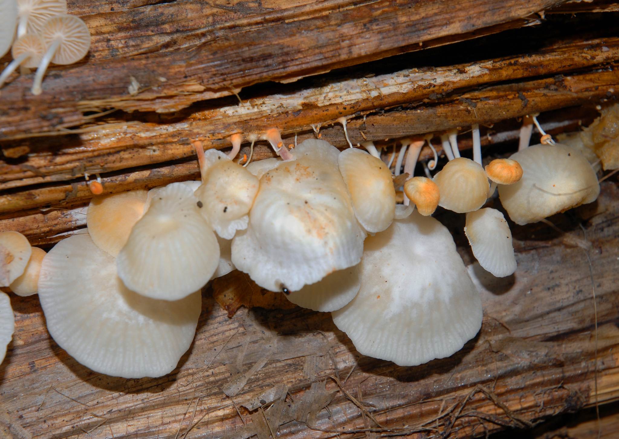Marasmiellus inoderma