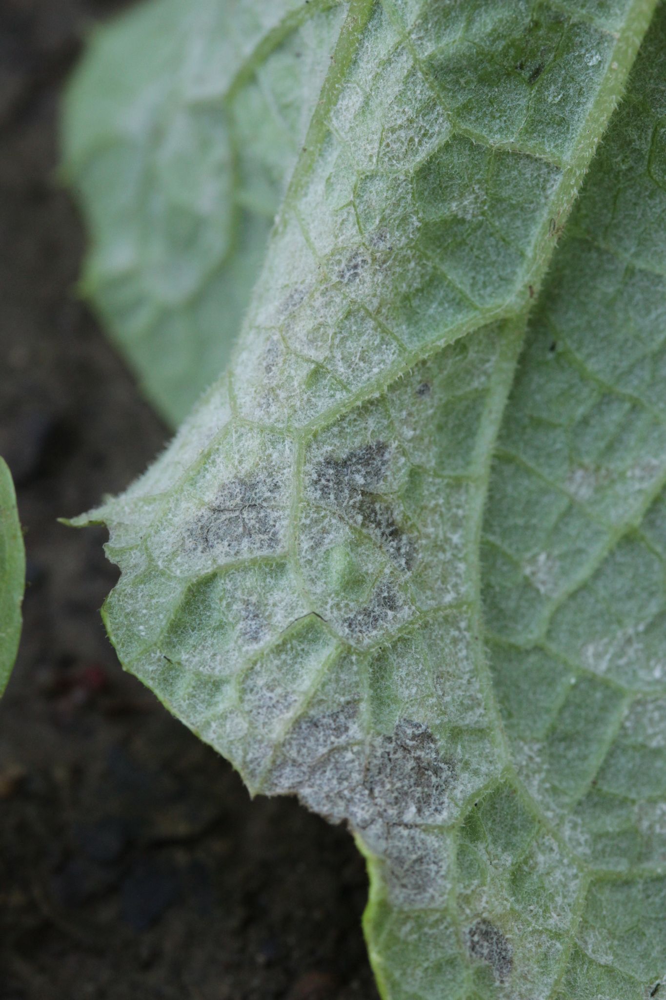 Bremia lactucae