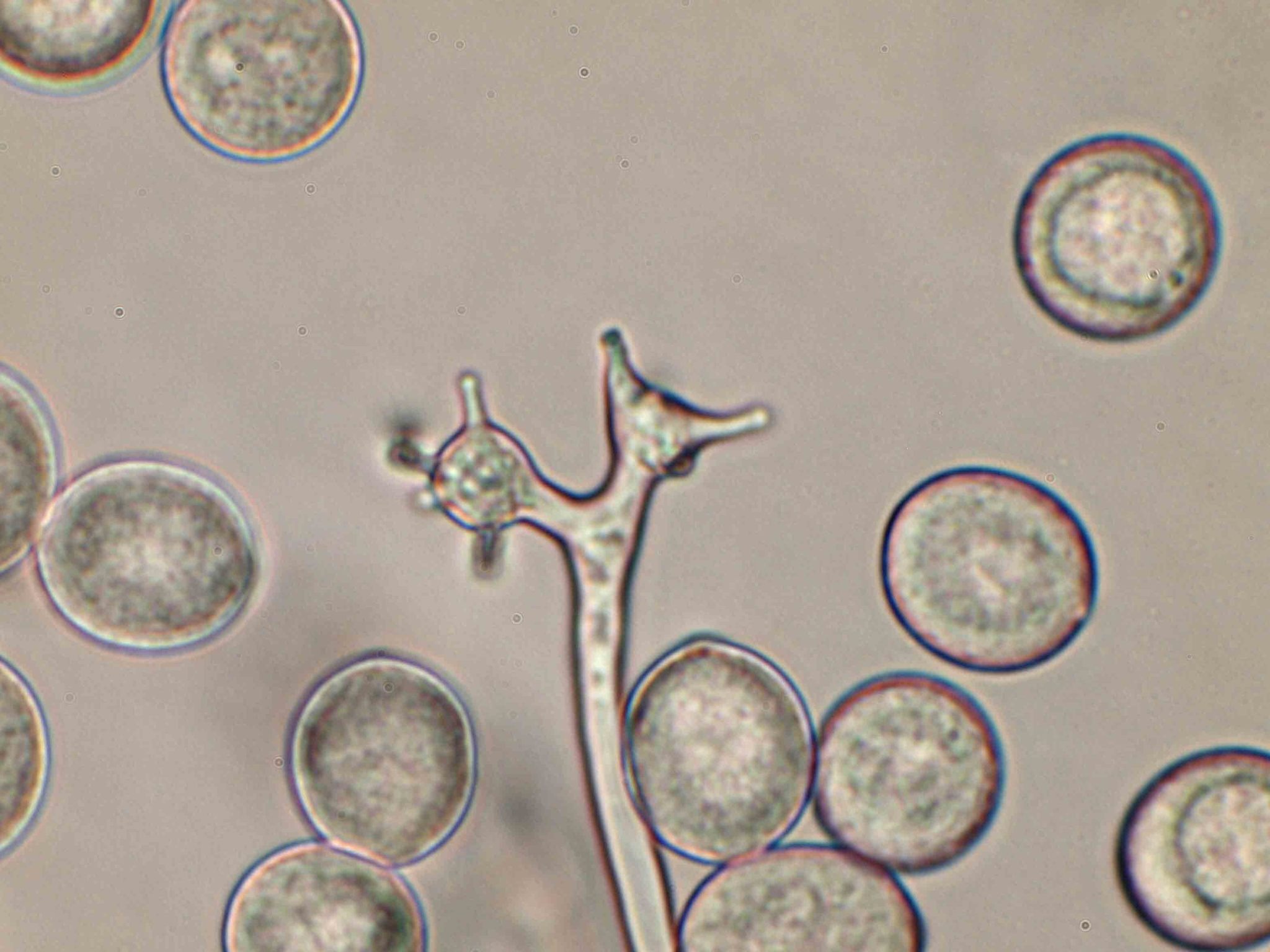 Bremia lactucae