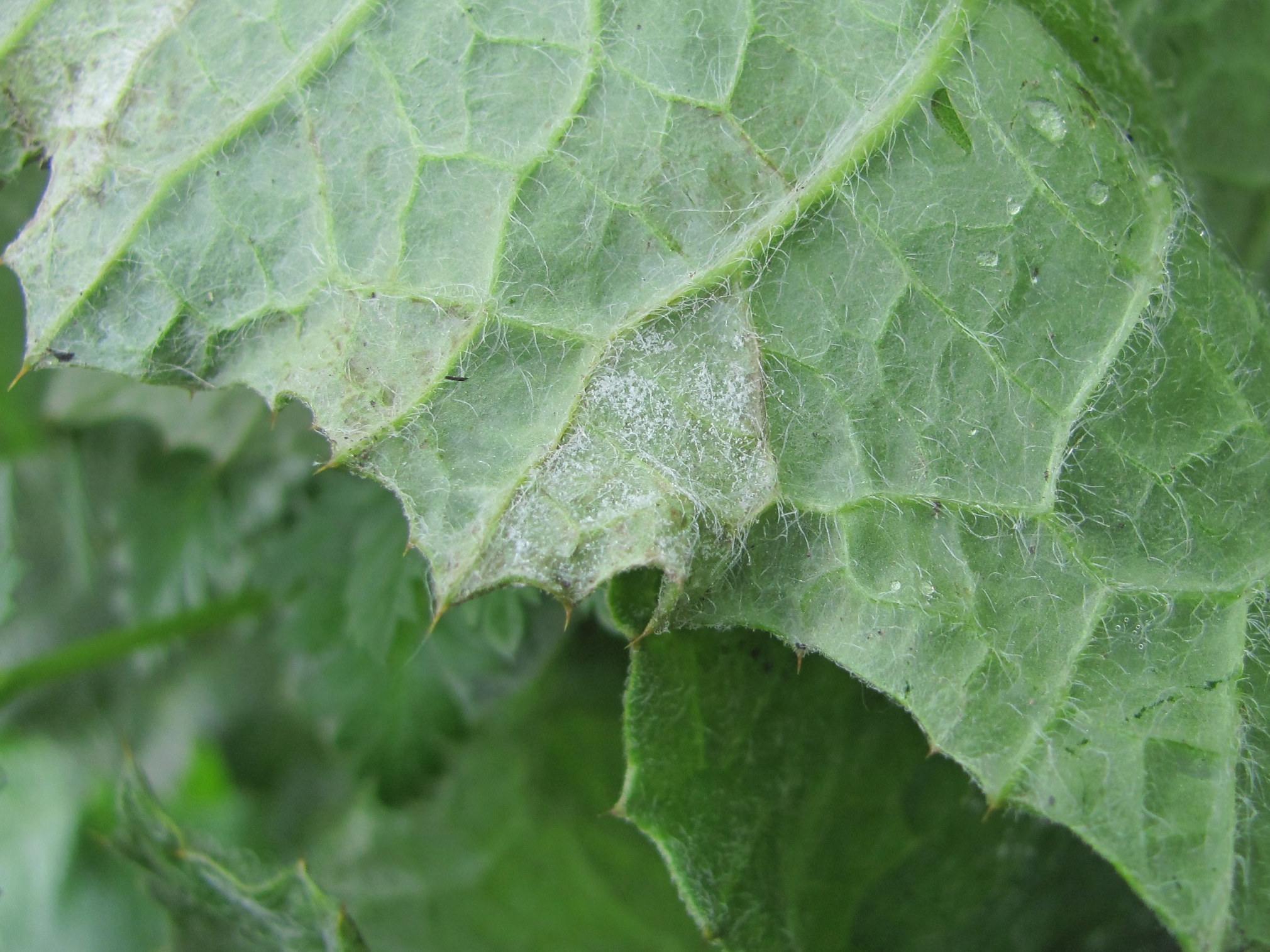 Bremia lactucae