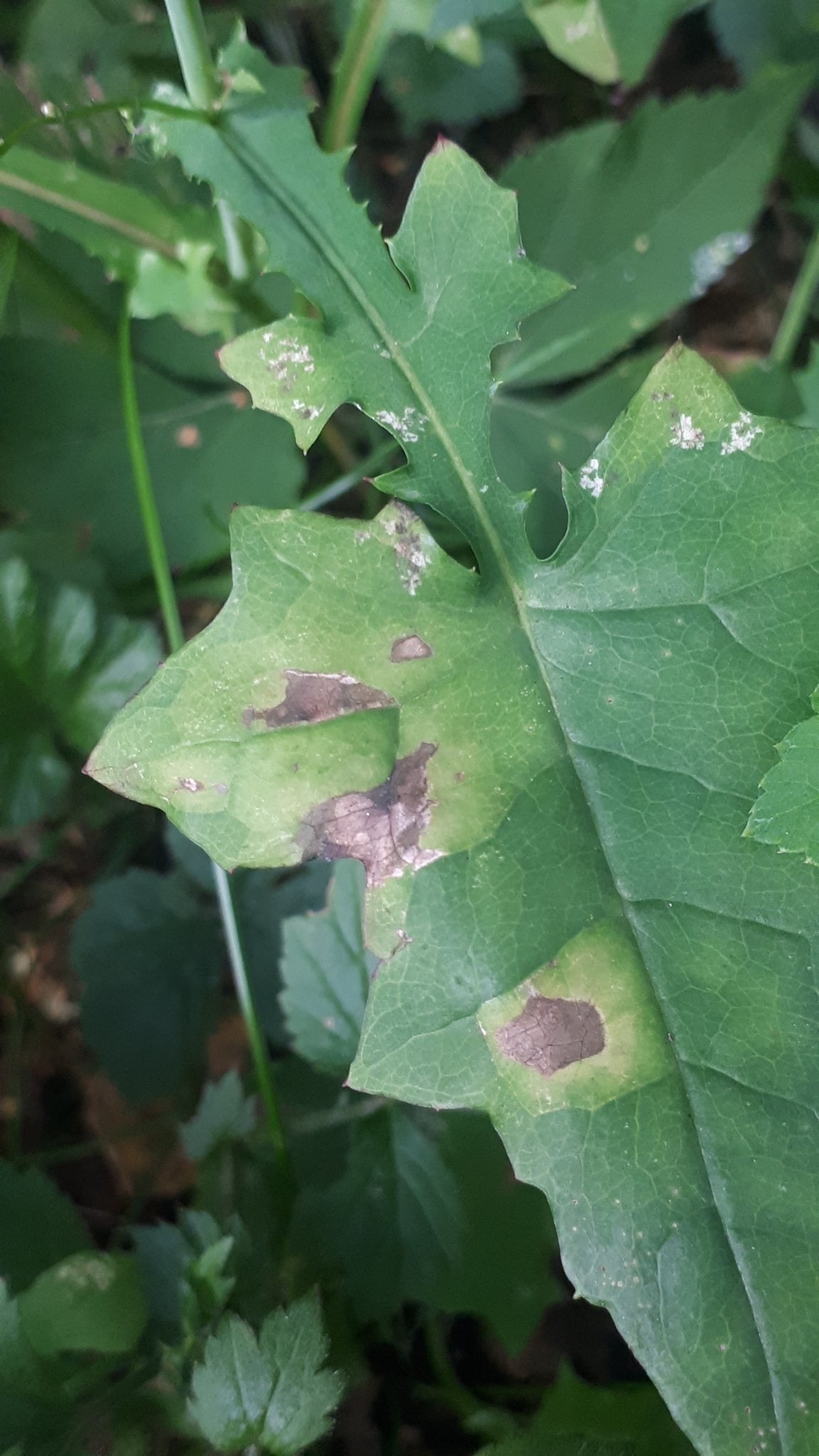 Bremia lactucae