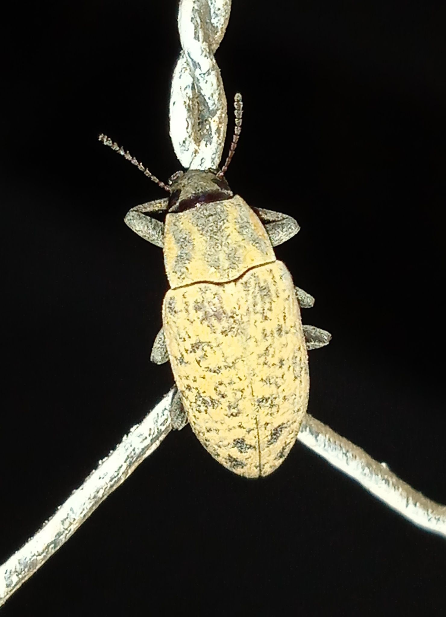 Epitragus