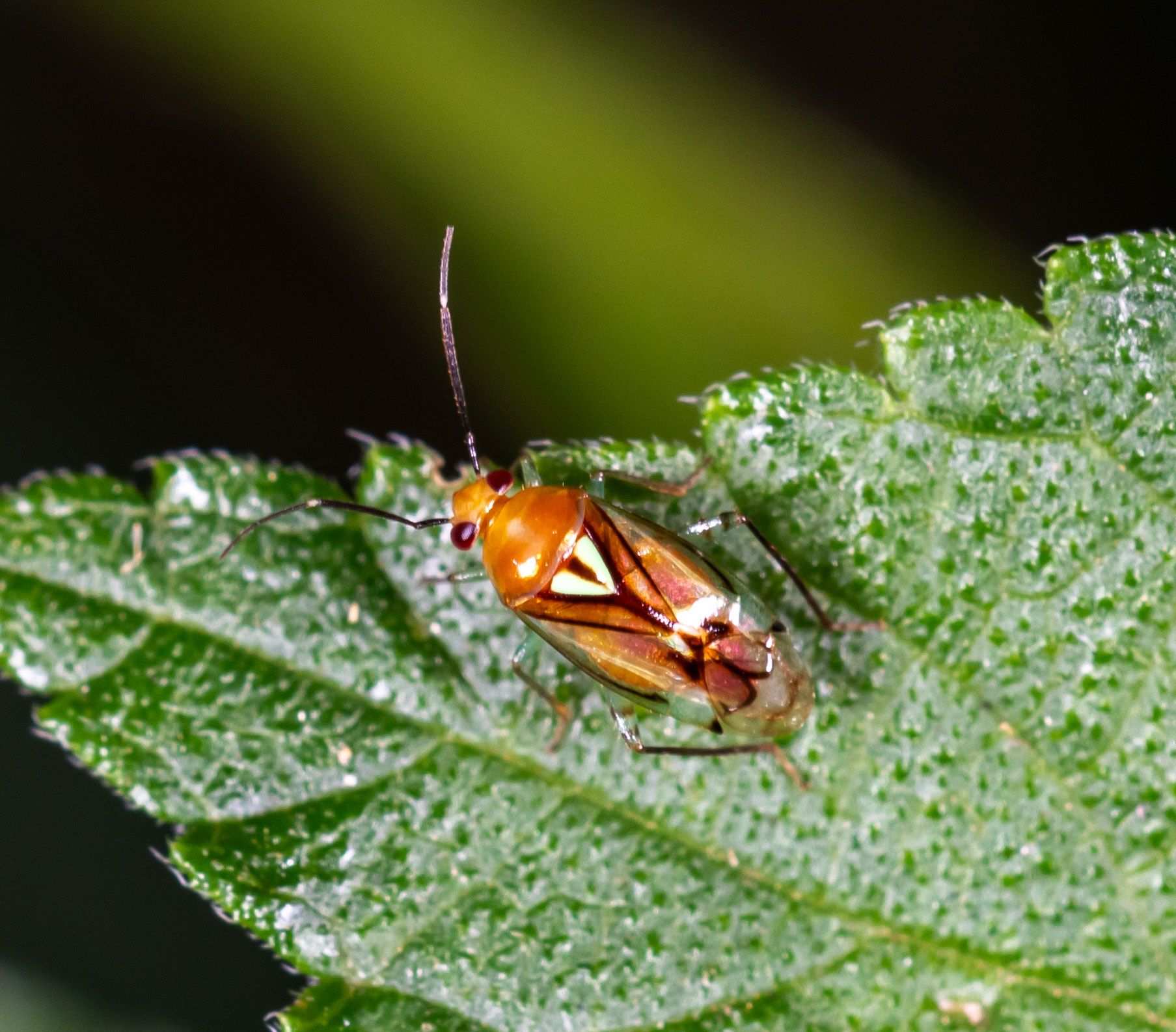Proba vittiscutis
