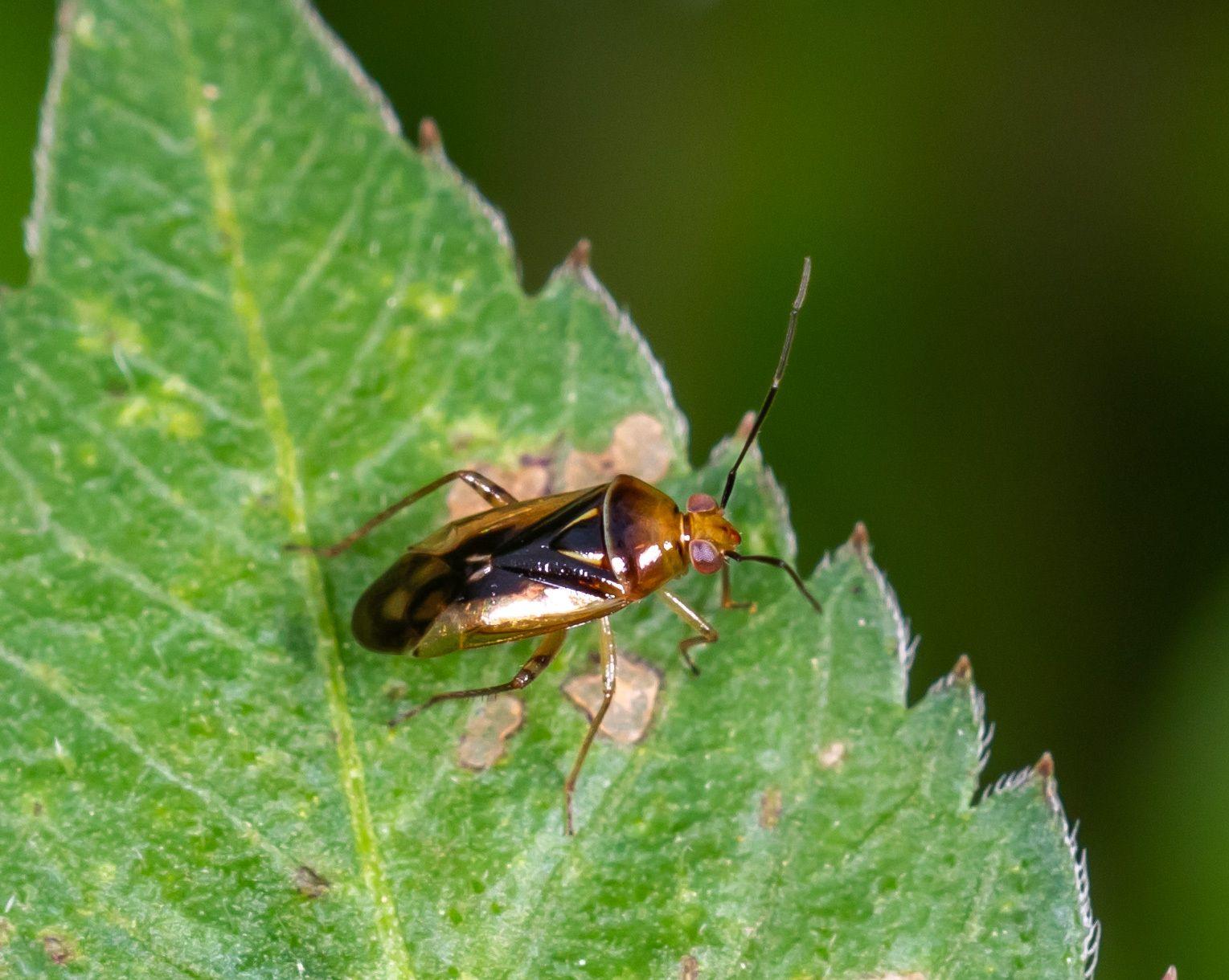 Proba vittiscutis