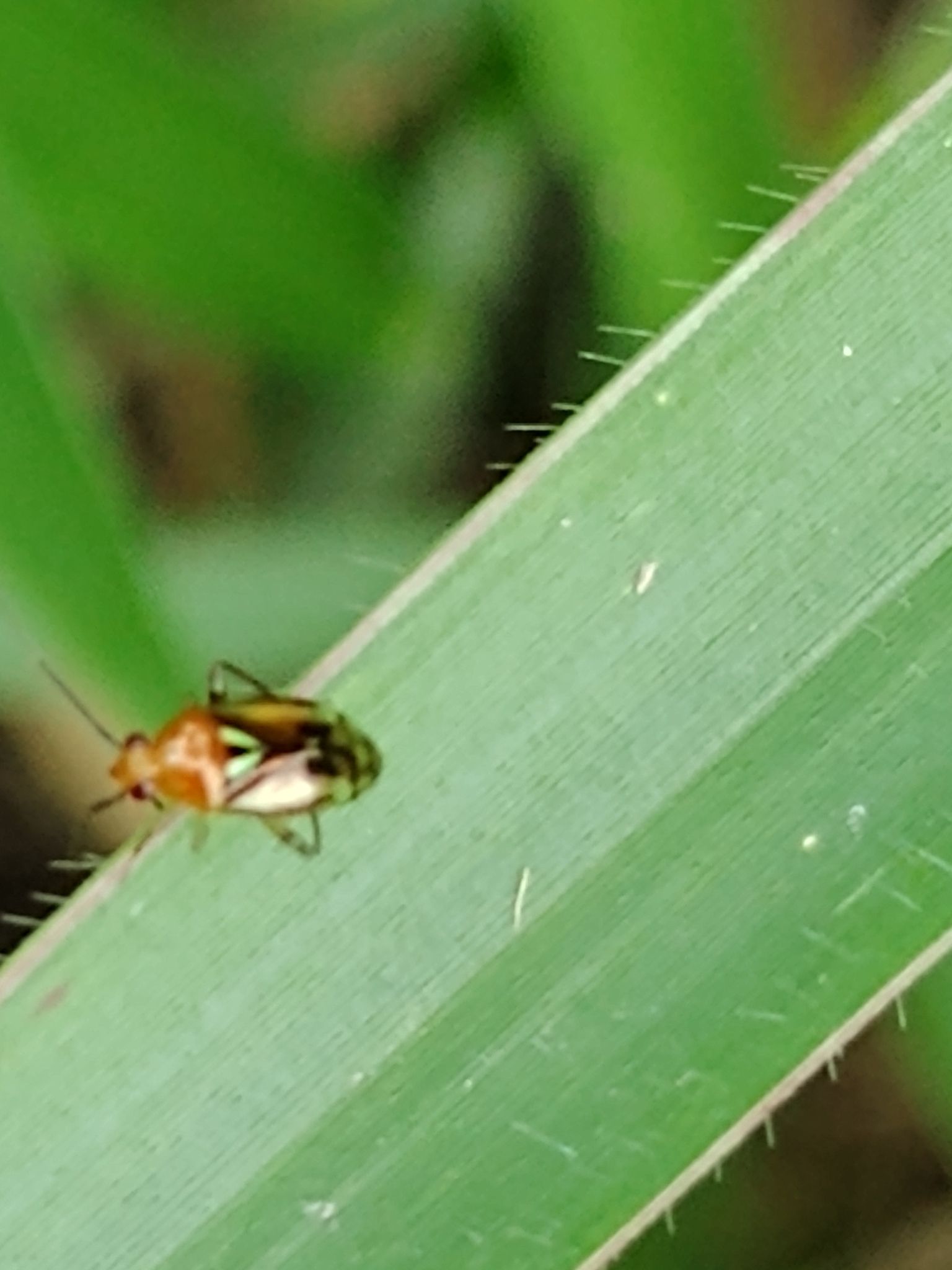 Proba vittiscutis
