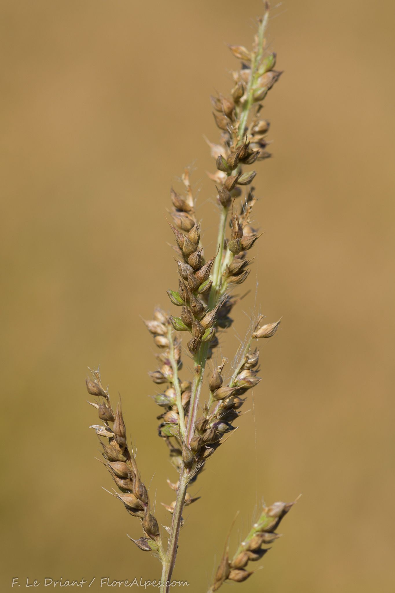 Echinochloa oryzoides