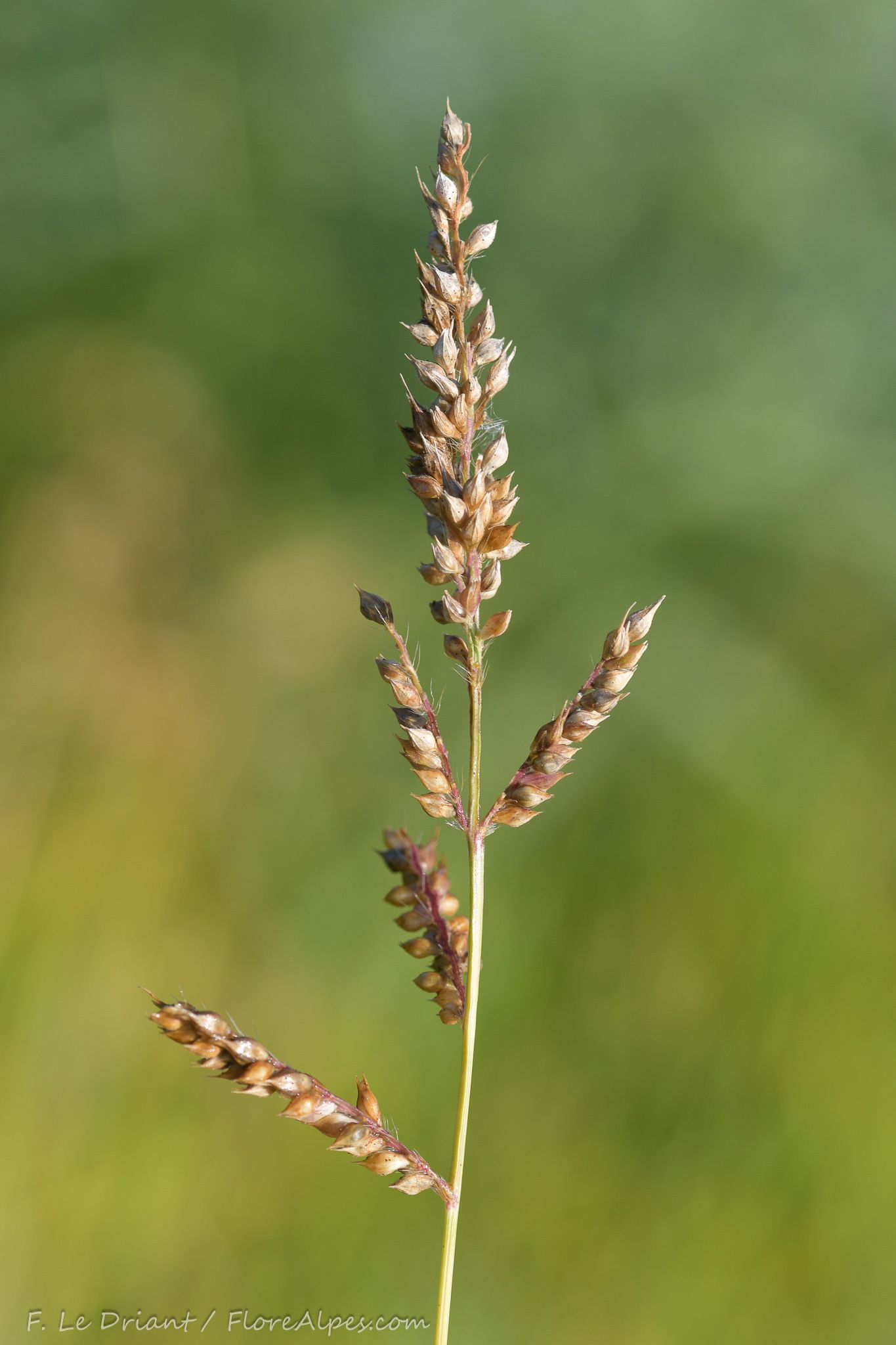 Echinochloa oryzoides