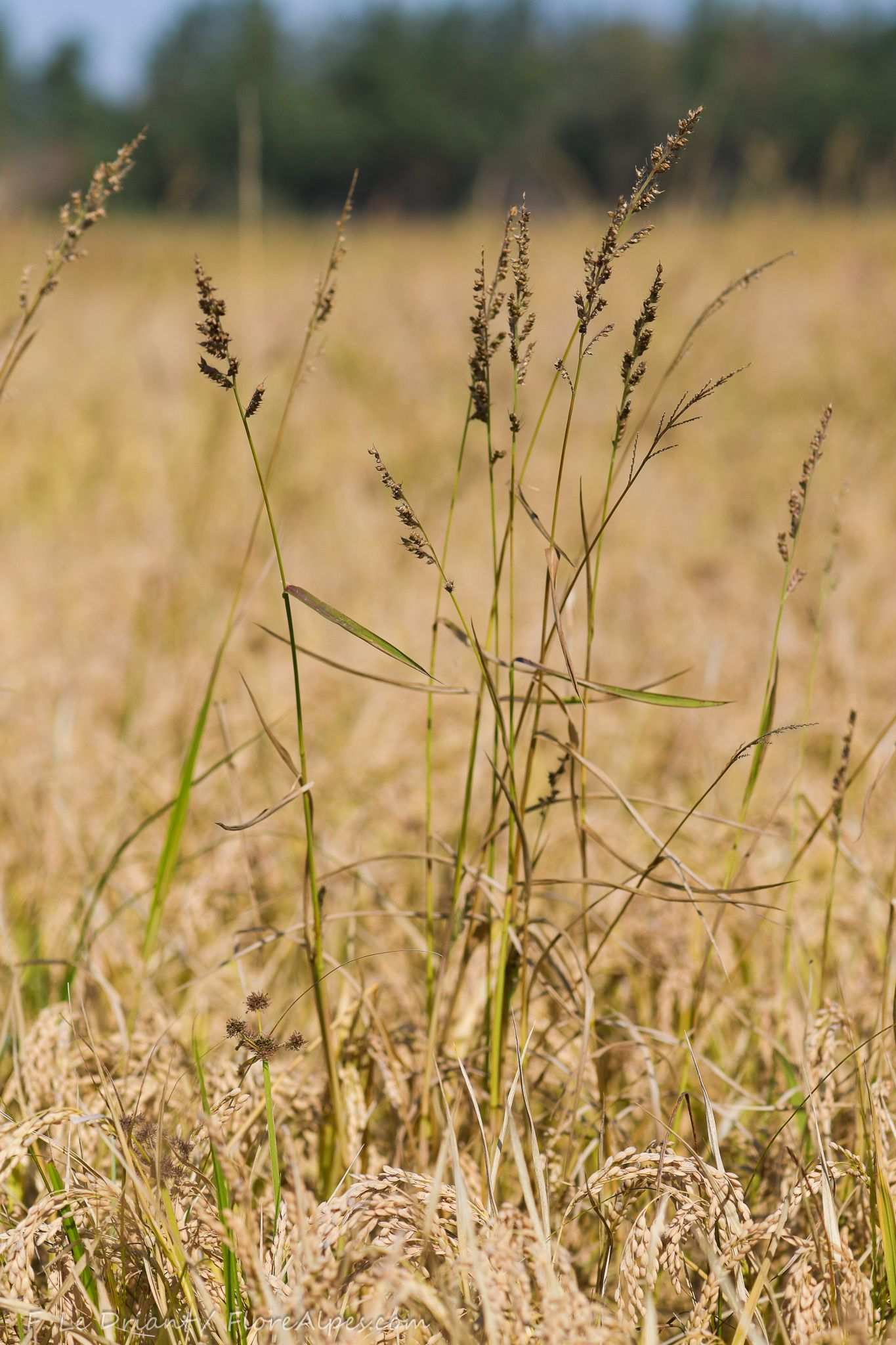 Echinochloa oryzoides