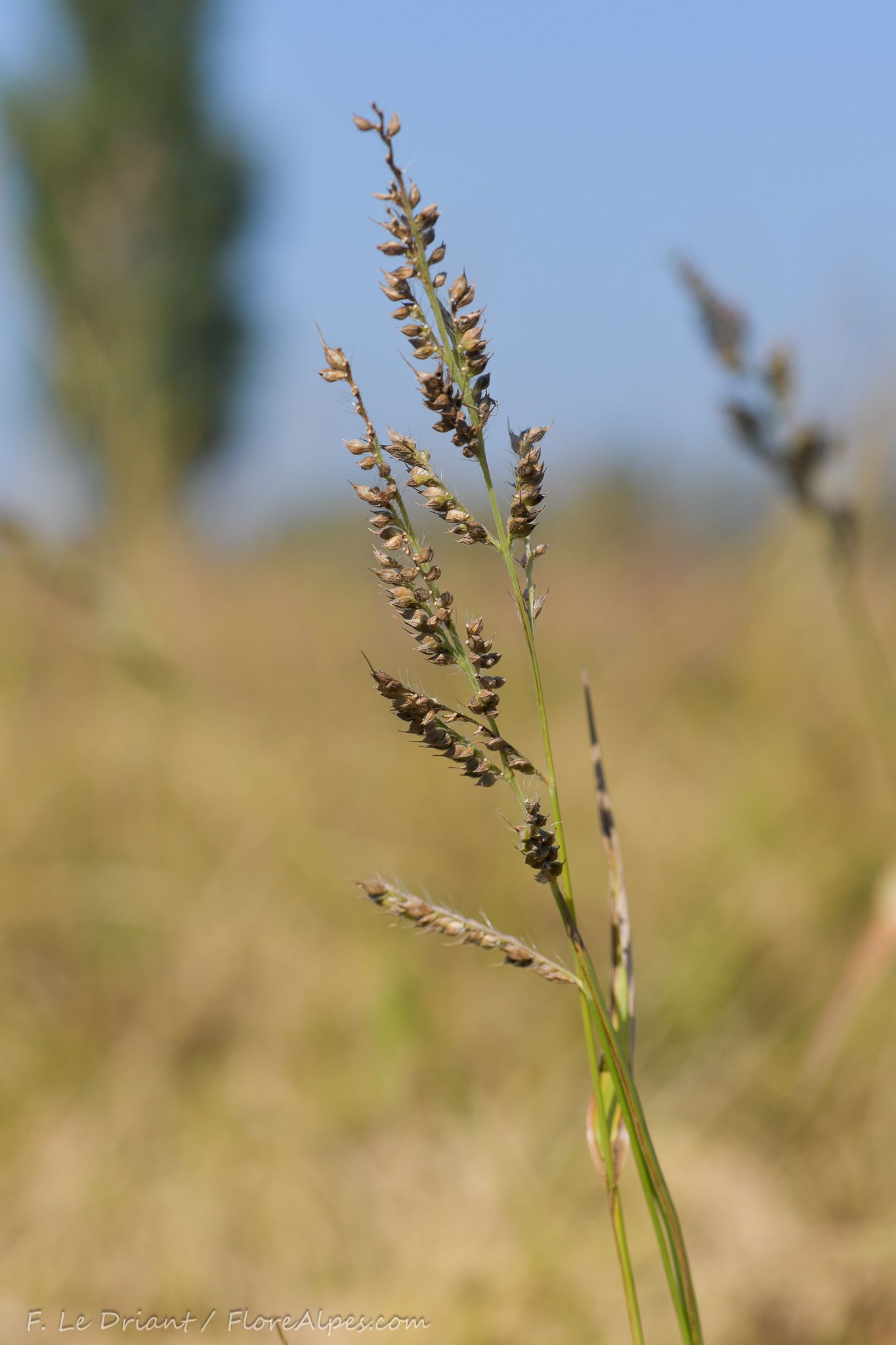 Echinochloa oryzoides