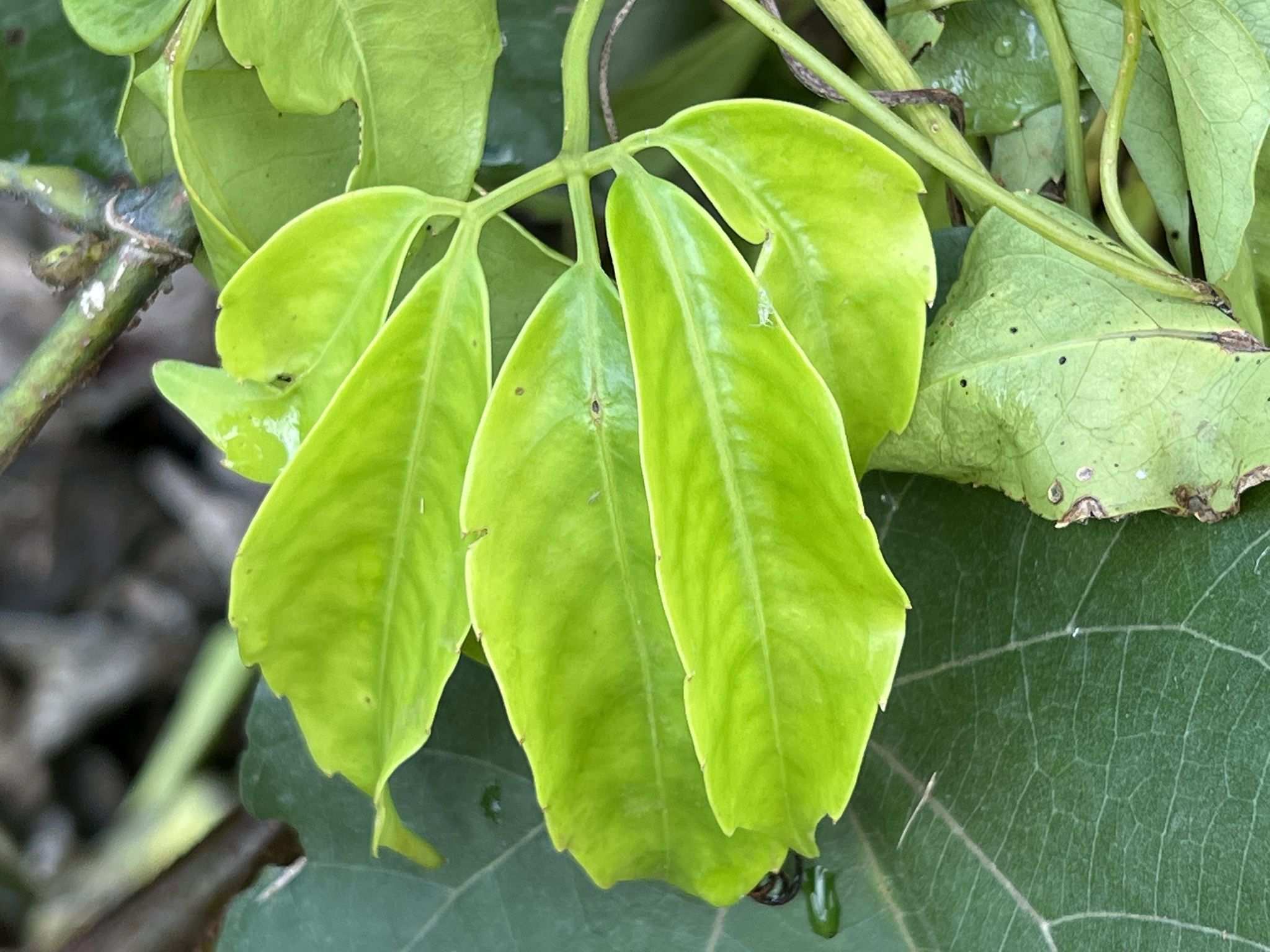 Tetrastigma pubinerve