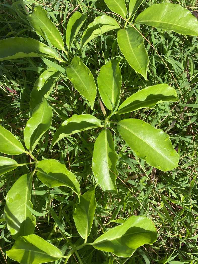 Tetrastigma pubinerve