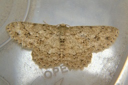 Ectropis bhurmitra
