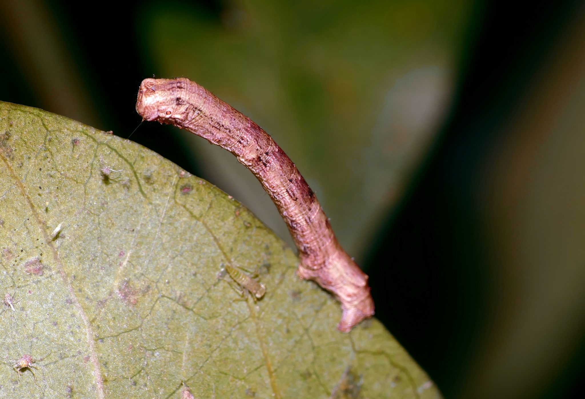 Ectropis bhurmitra