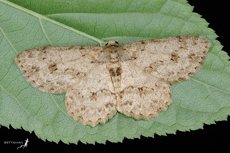 Ectropis bhurmitra