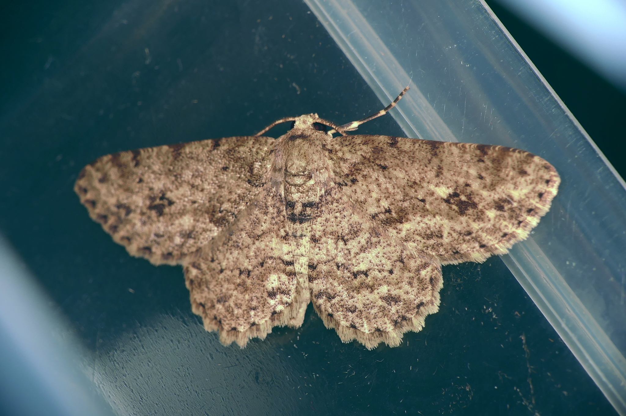 Ectropis bhurmitra