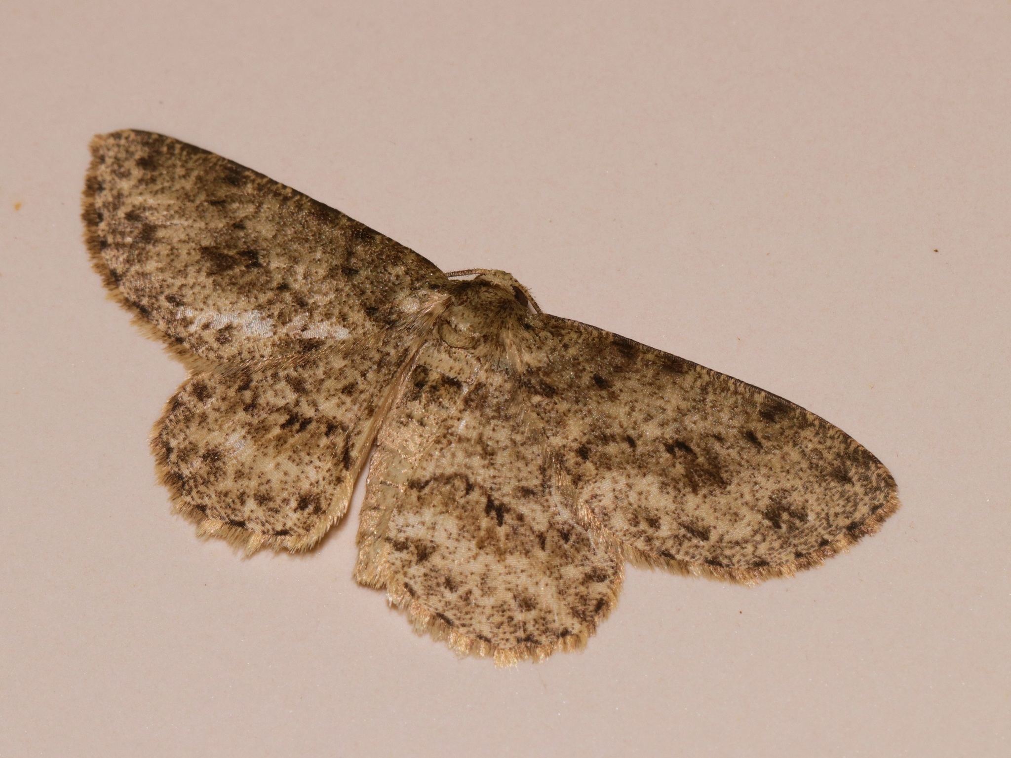 Ectropis bhurmitra