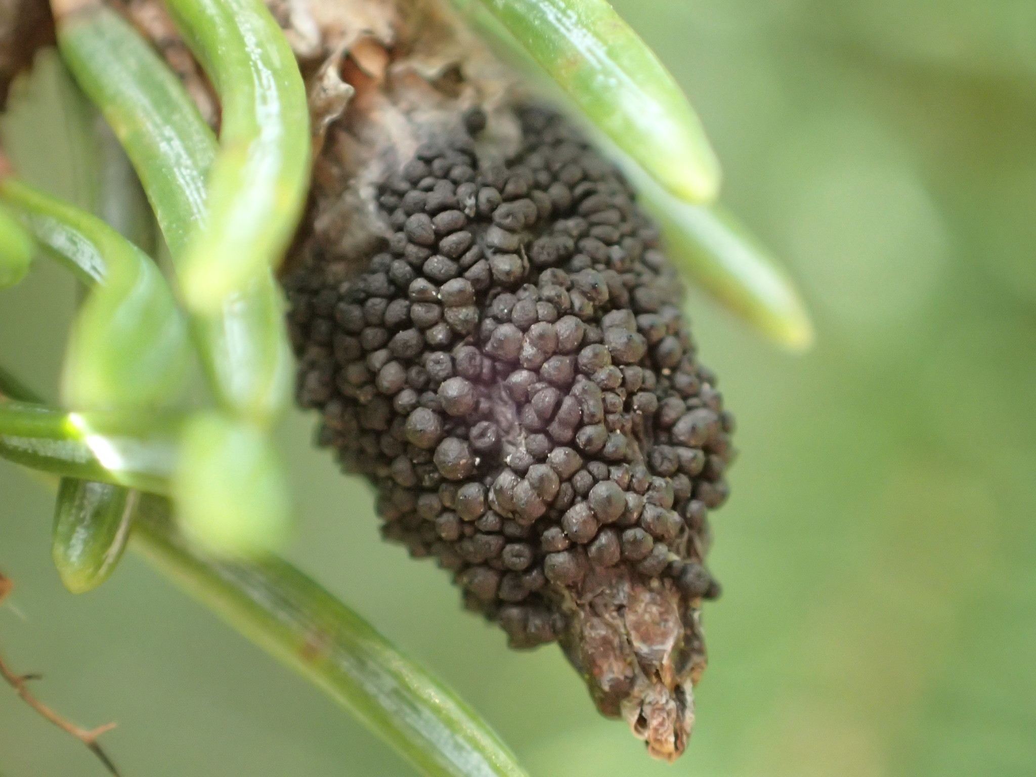 Cucurbitaria