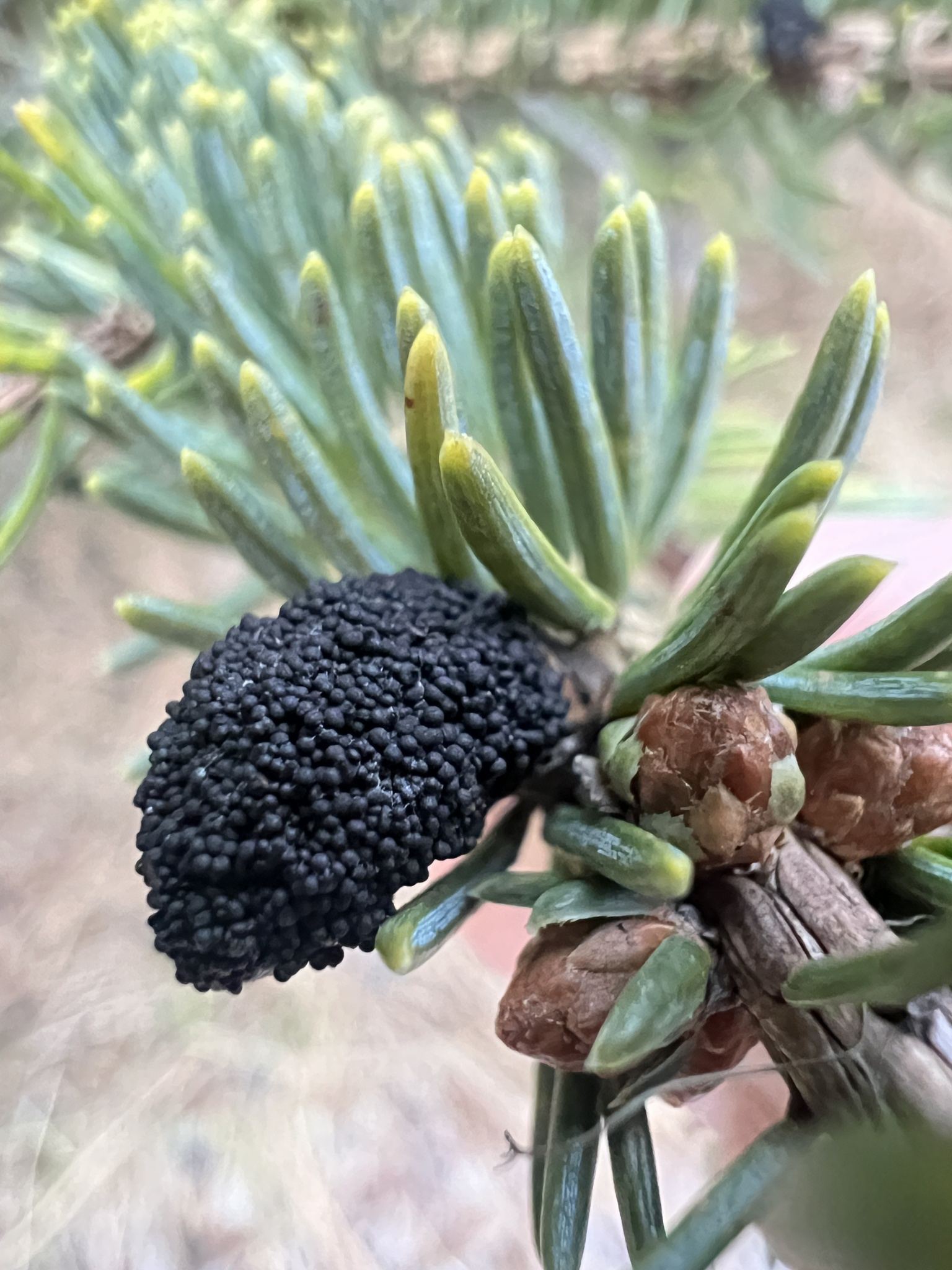 Cucurbitaria