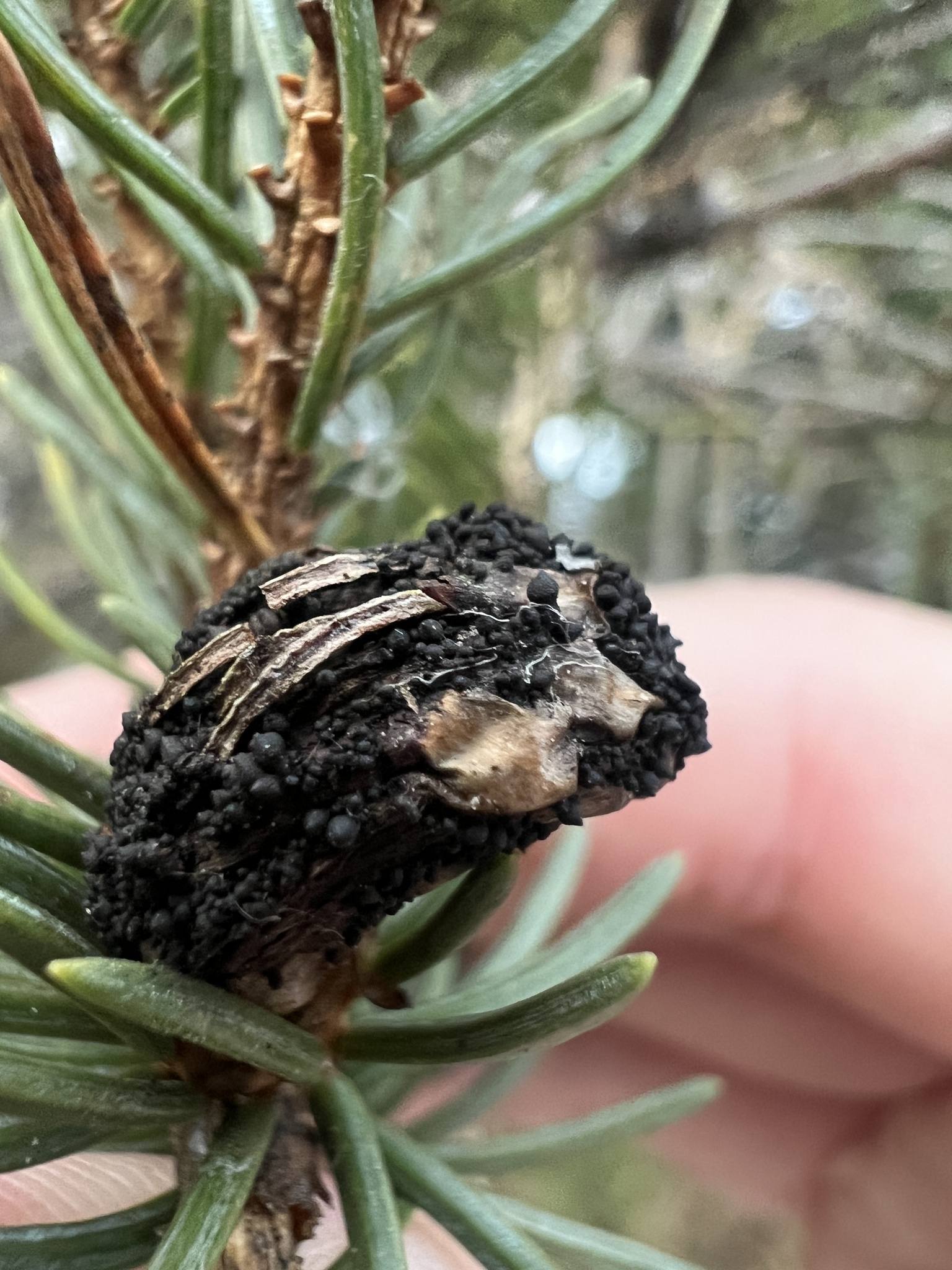 Cucurbitaria