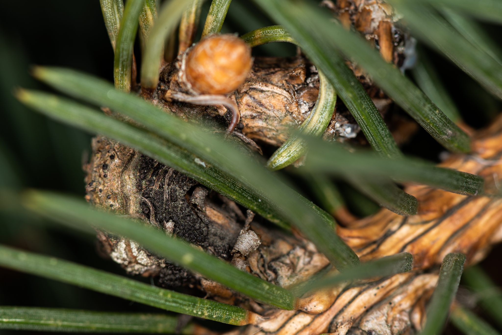 Cucurbitaria
