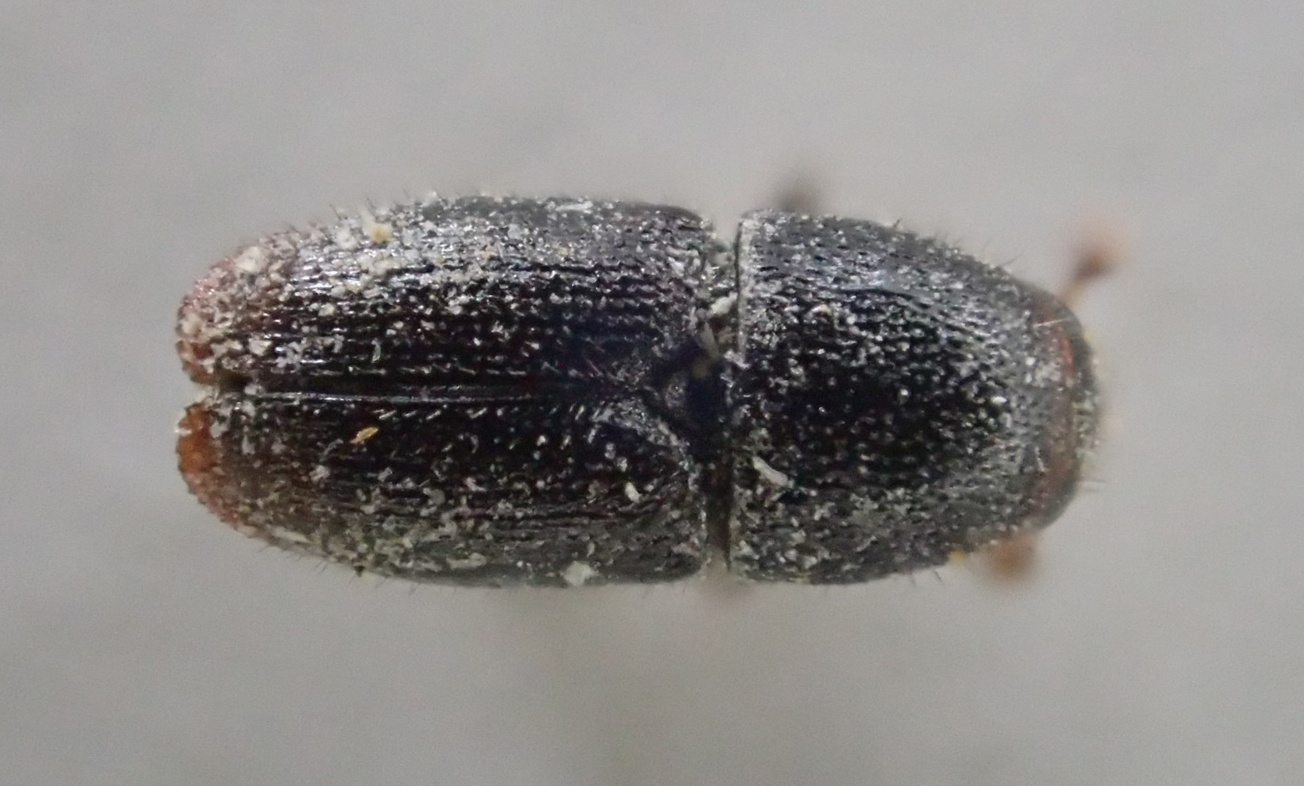 Scolytus rugulosus