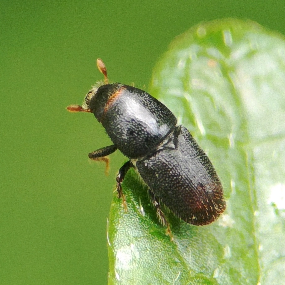 Scolytus rugulosus