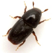 Scolytus rugulosus