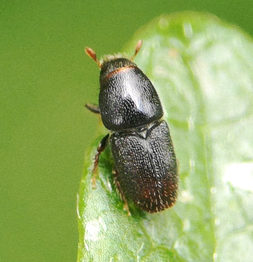 Scolytus rugulosus