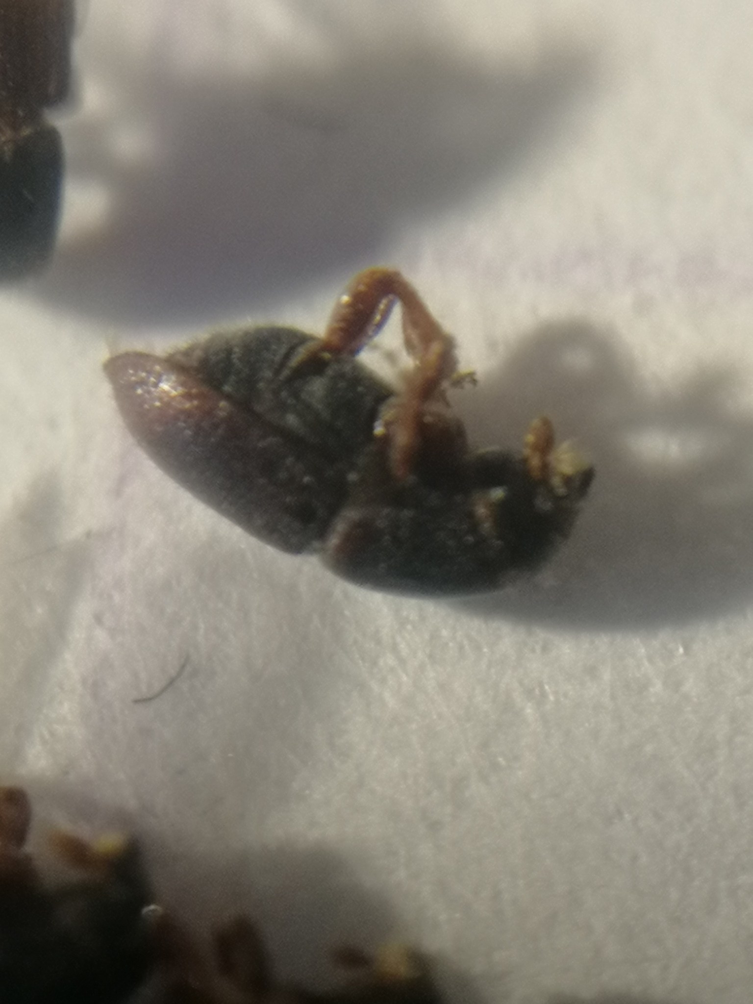 Scolytus rugulosus