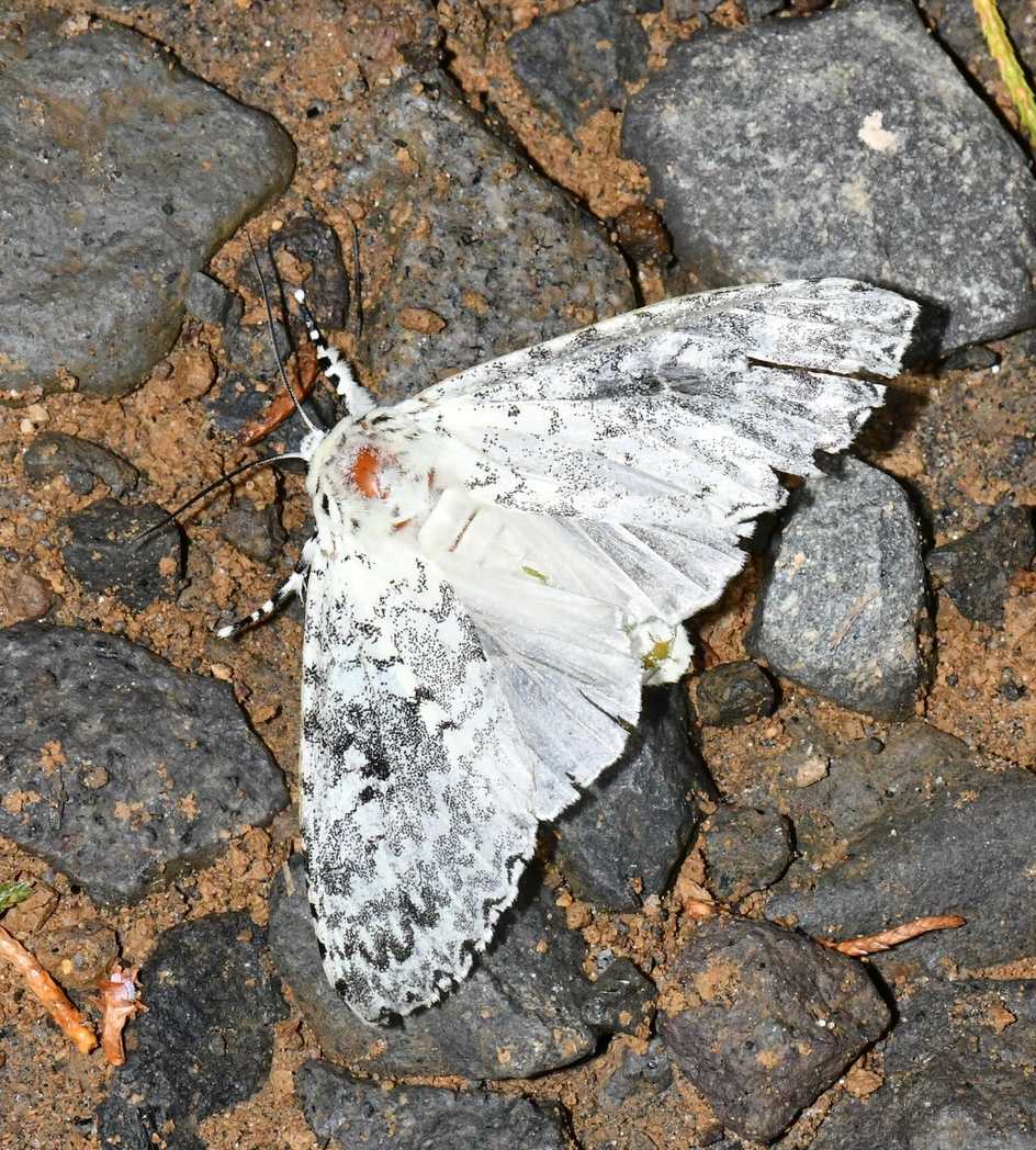 Lichnoptera illudens