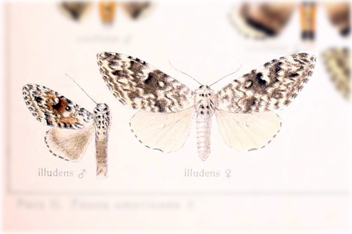 Lichnoptera illudens