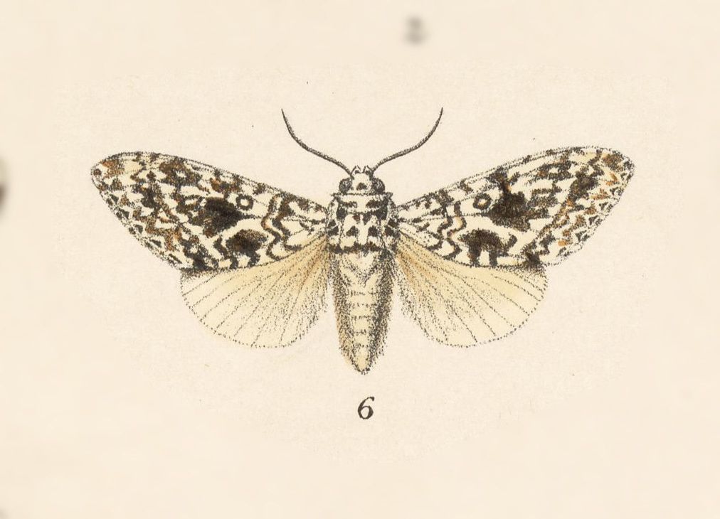 Lichnoptera illudens