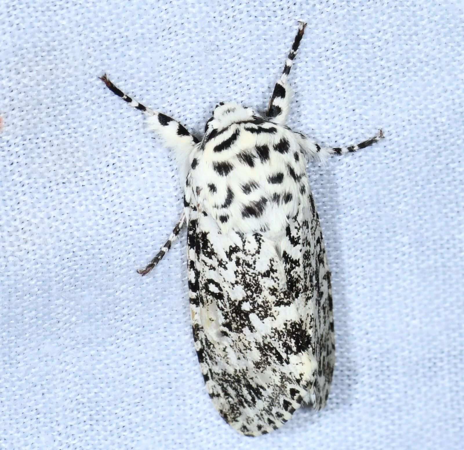 Lichnoptera illudens