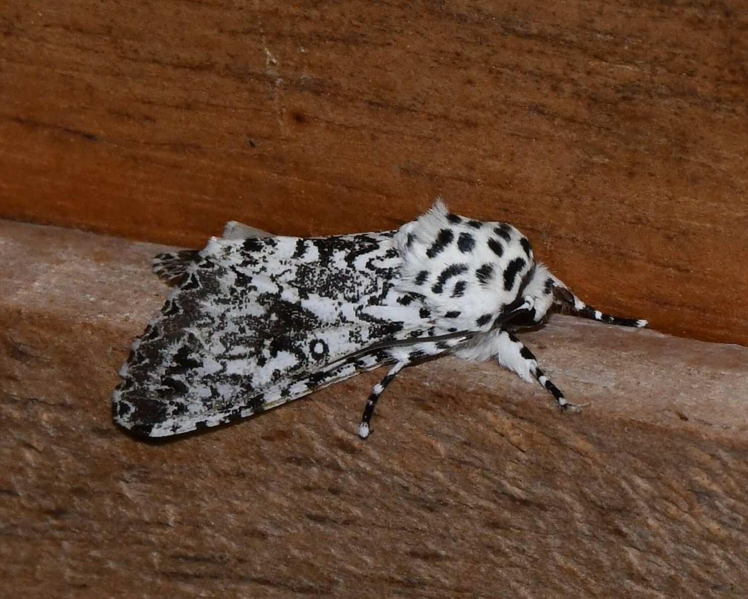 Lichnoptera illudens