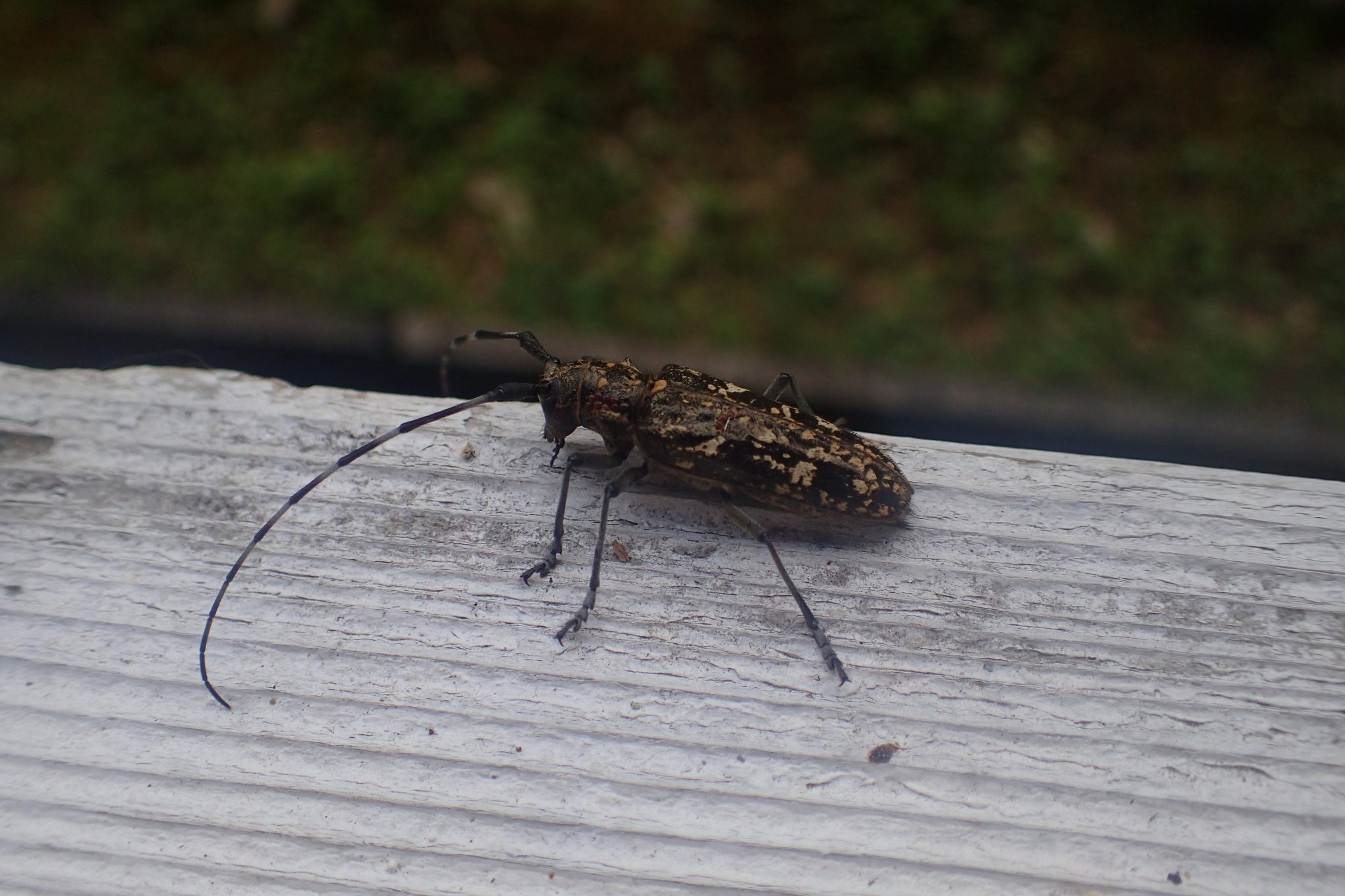 Monochamus nitens