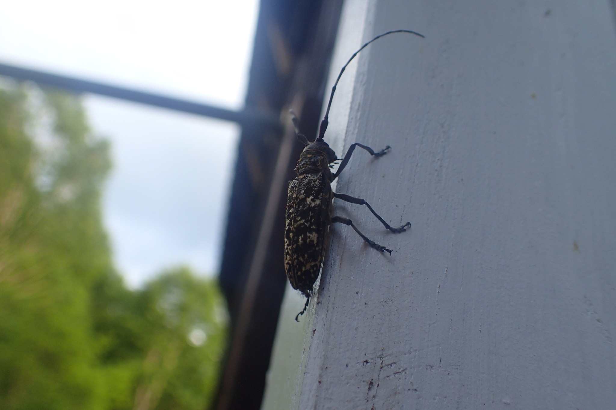 Monochamus nitens