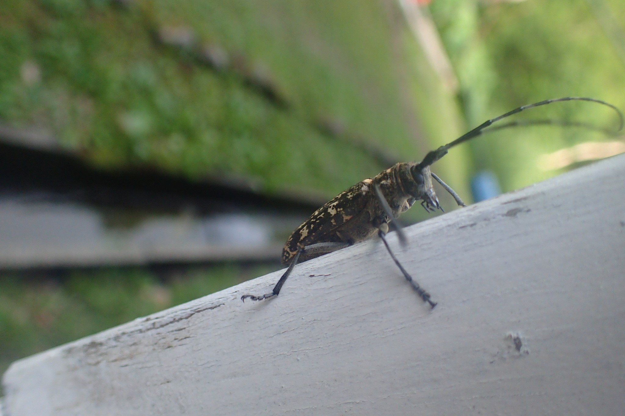 Monochamus nitens
