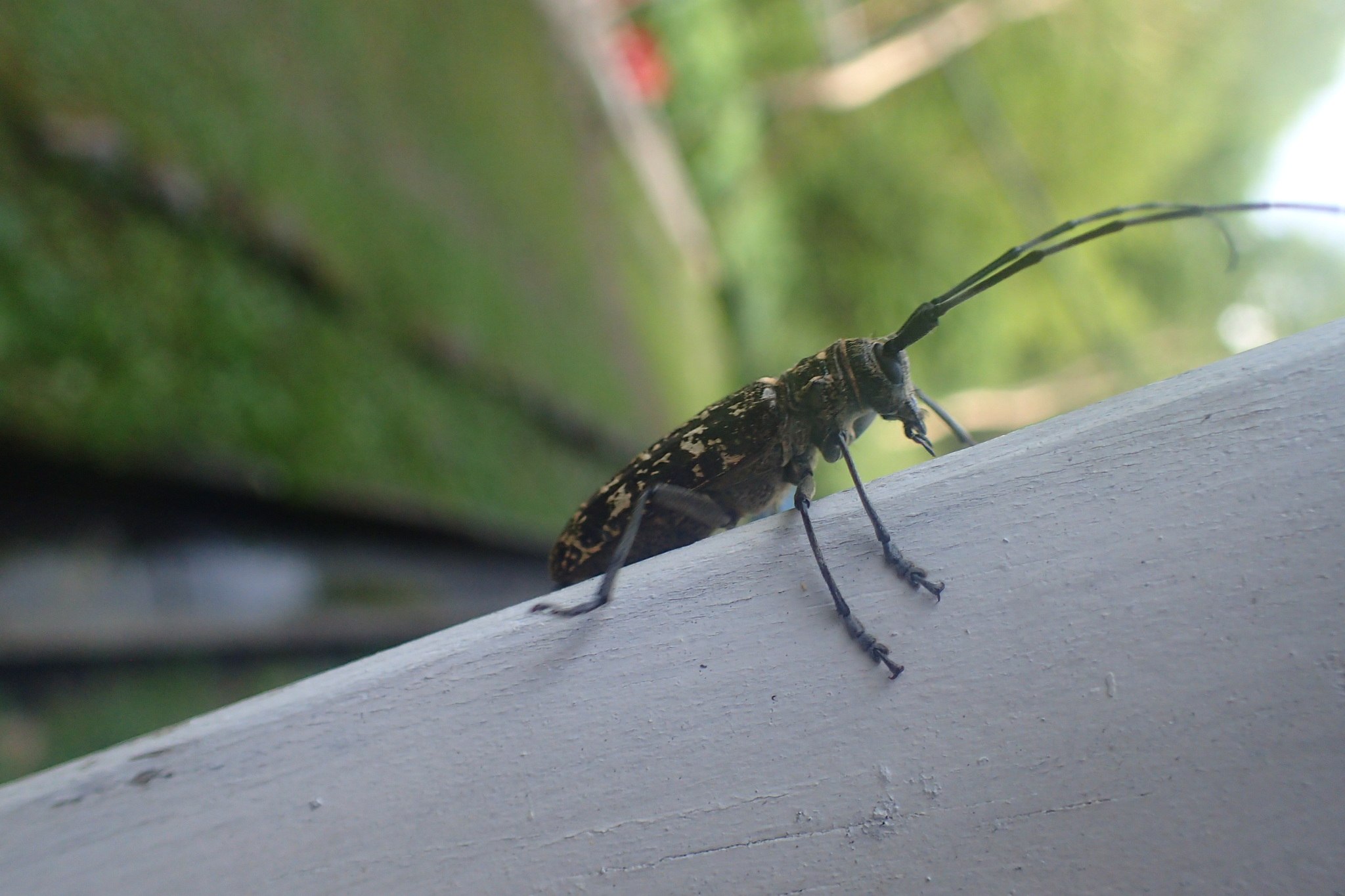 Monochamus nitens