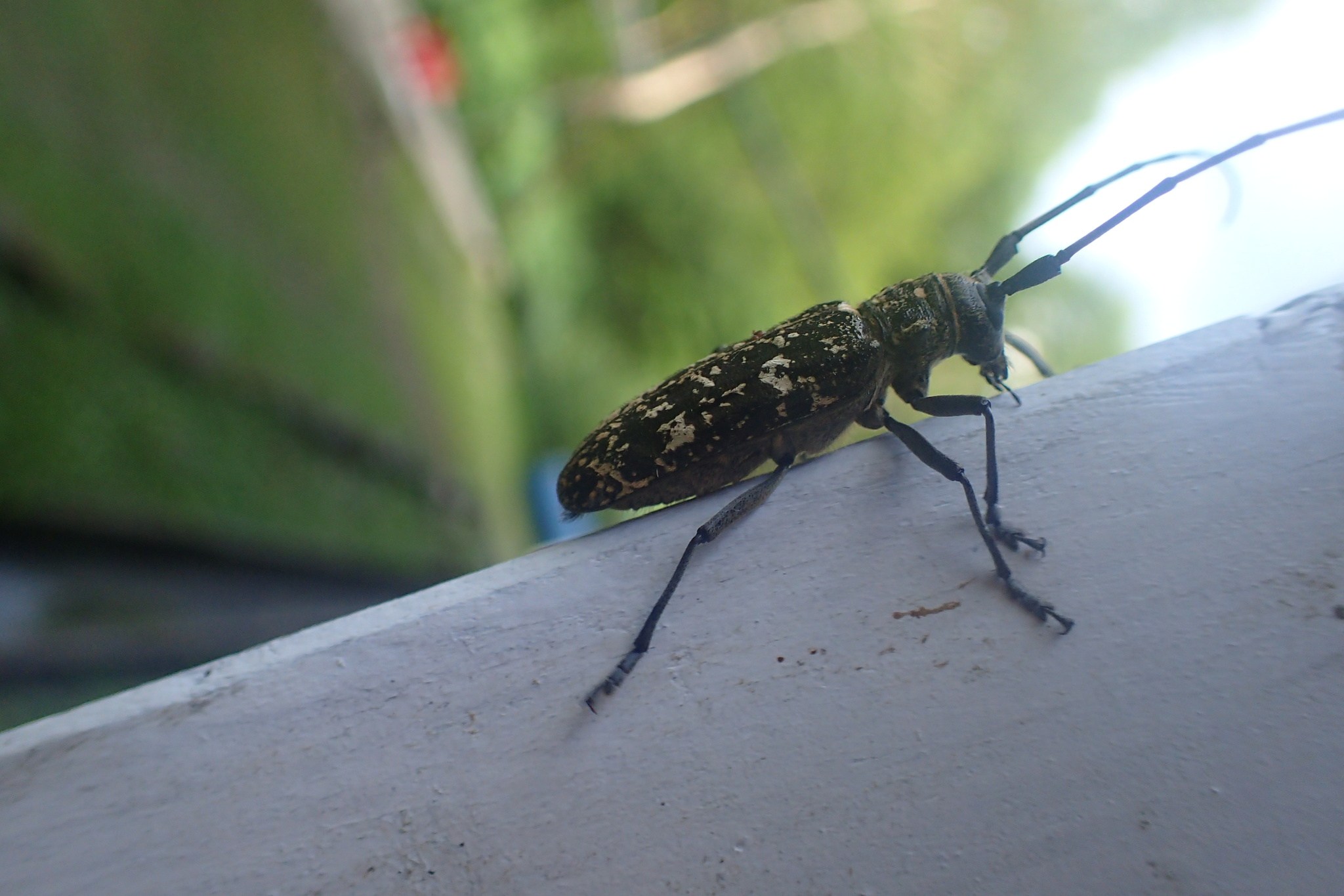 Monochamus nitens