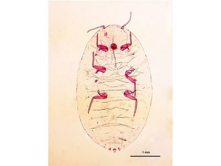Pseudococcus jackbeardsleyi