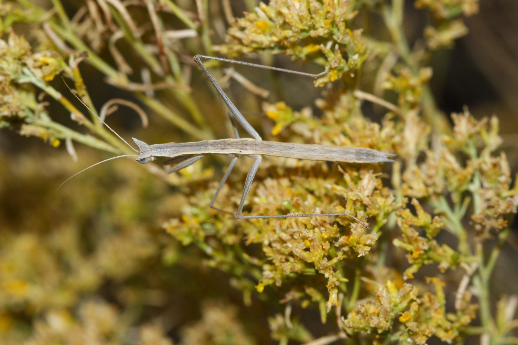 Sophronica