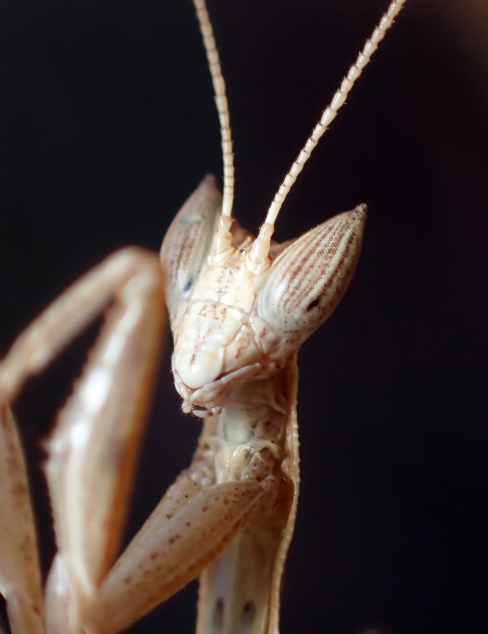 Sophronica